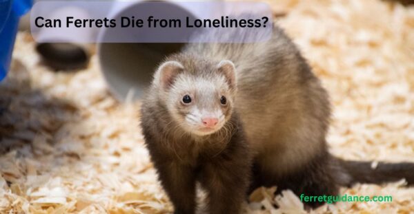 can ferrets die from loneliness?