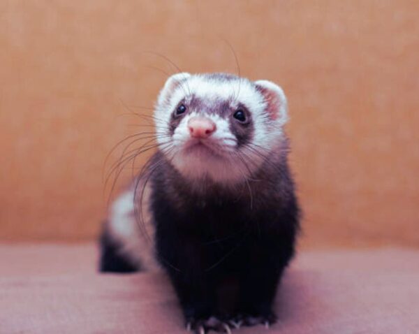 can ferret die from loneliness