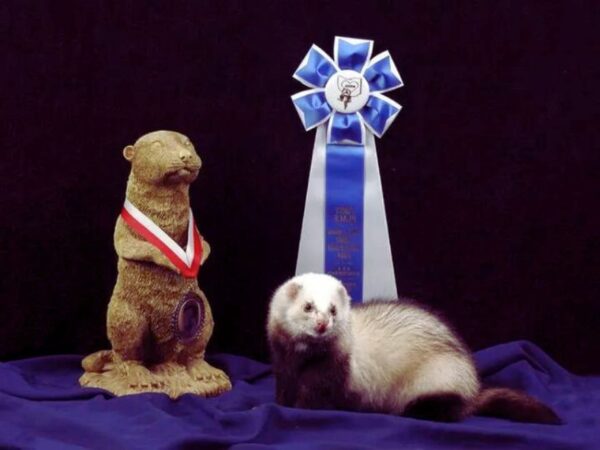 ferret patterns