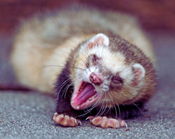 ferret yawning