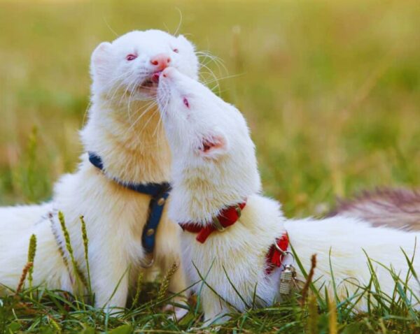 ferret patterns