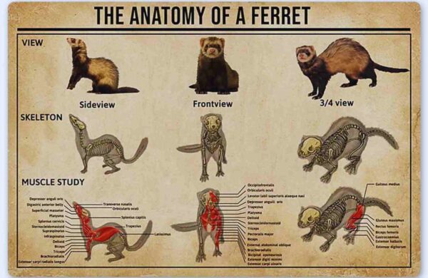 anatomy of a ferret