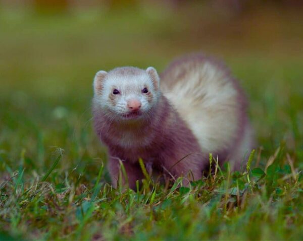 ferret patterns