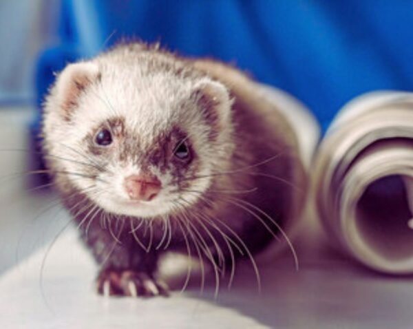 can ferrets die from loneliness?