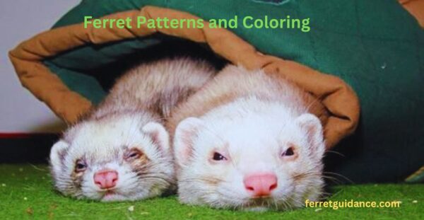 ferret patterns