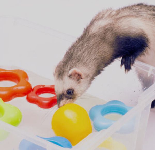 DIY homemade ferret toys