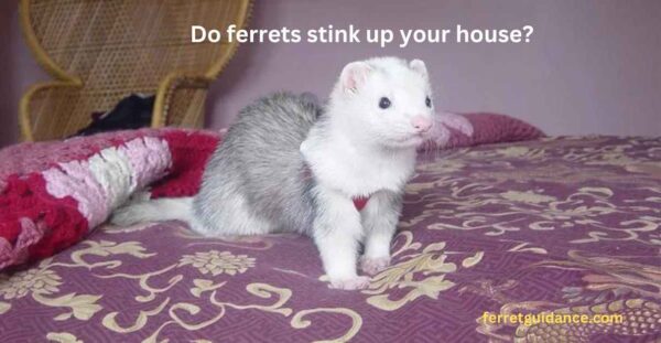 Do ferrets stink up your house?