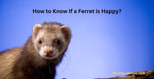 how to know if a ferret is happy?