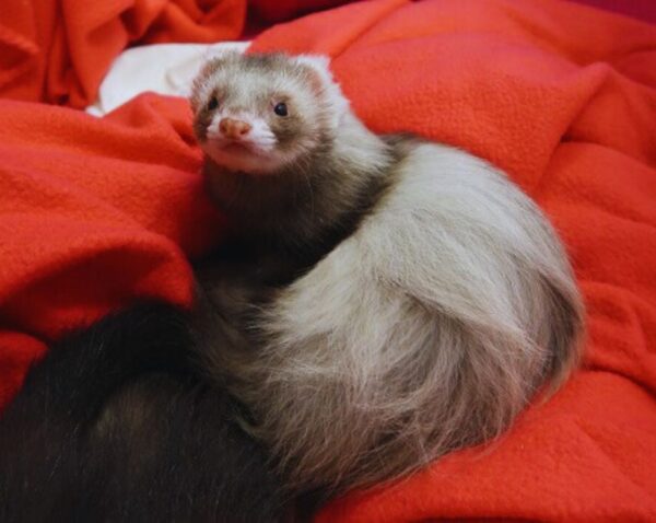 how to know if a ferret is happy?