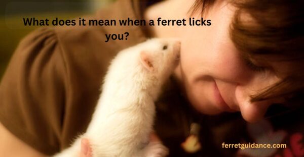 What does it mean when a ferret licks you?