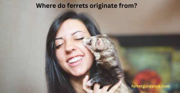 where do ferrets originate from?