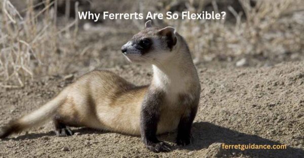 Why Ferrets Are So Flexible?