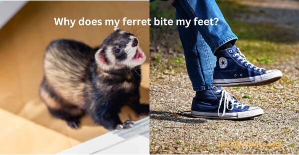 Why does my ferret bite my feet?