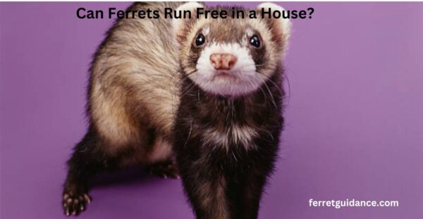can ferrets run free in a house?