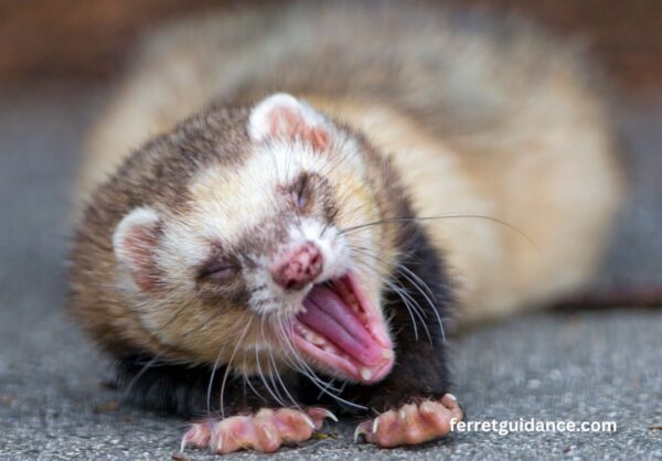 how ferrets are dangerous?