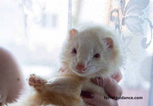 Why does my ferret bite my feet?