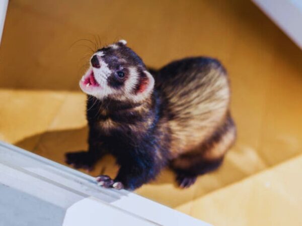 can ferrets run free in a house?