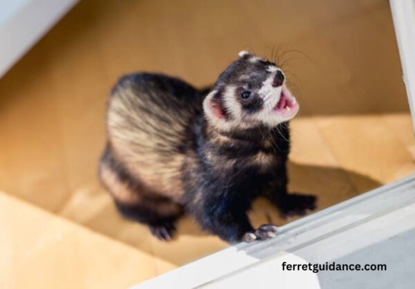 how ferrets are dangerous?