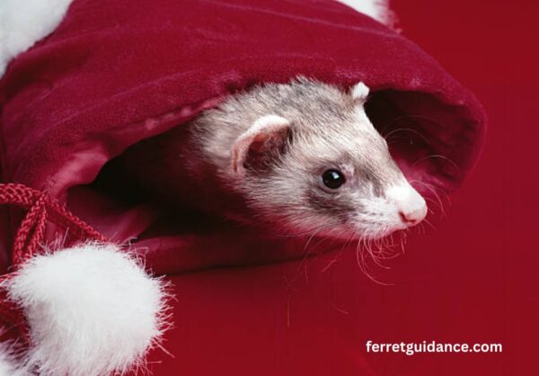 What does it mean when a ferret licks you?