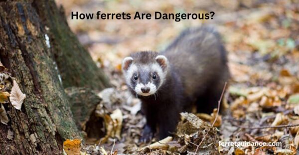 how ferrets are dangerous?