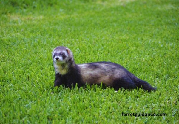 Why does my ferret bite my feet?