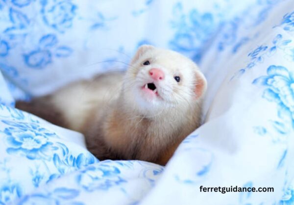 What does it mean when a ferret licks you?