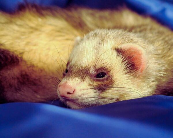 how to know if a ferret is happy? 