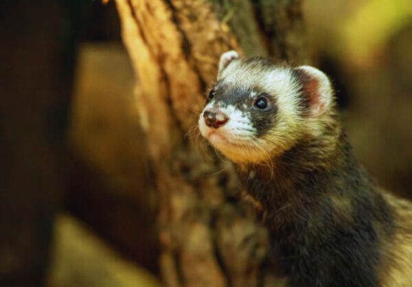 where do ferrets originate from?