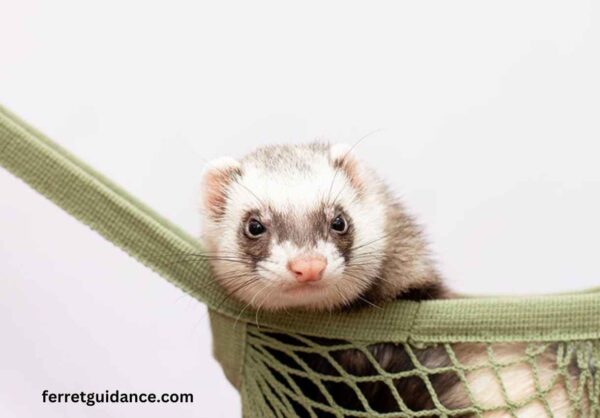 Do ferrets stink up your house?