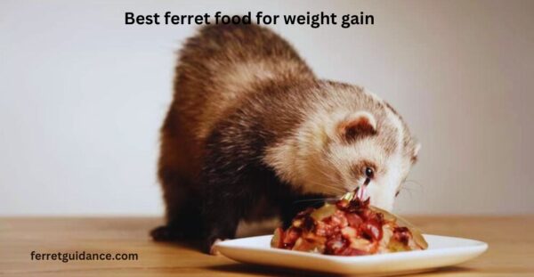 best ferret food for weight gain