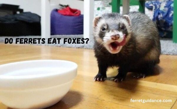 do ferrets eat foxes?