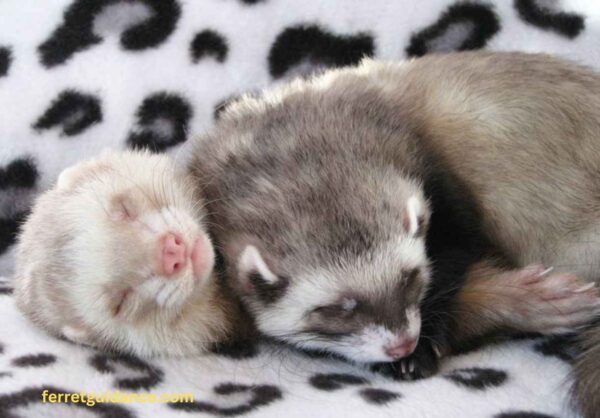 Do ferrets twitch in their sleep?