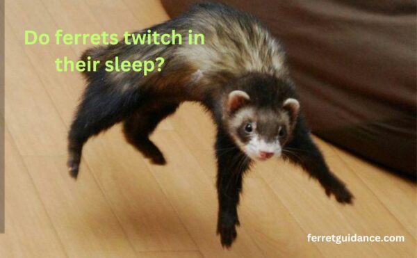 Do ferrets twitch in their sleep?