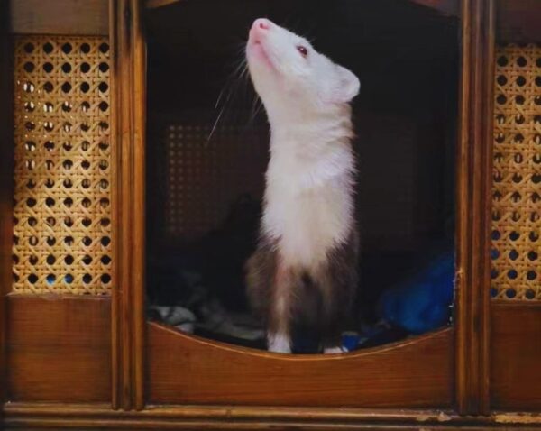 How much should a ferret weigh?