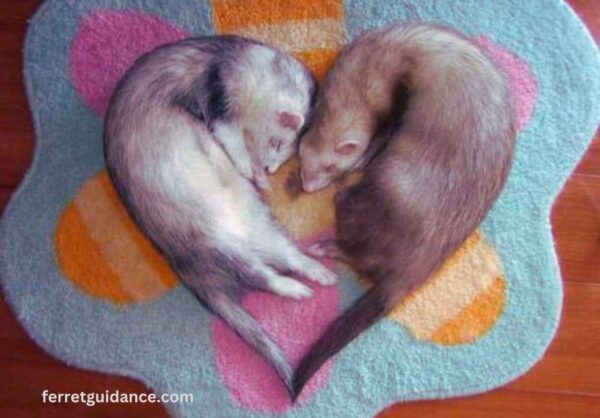 Do ferrets twitch in their sleep?