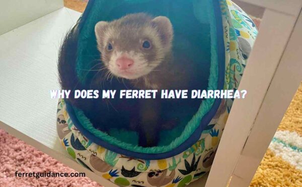 why does my ferret have diarrhea?