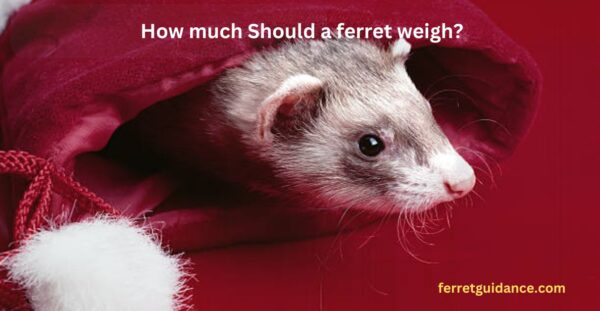 how much should a ferret weigh?
