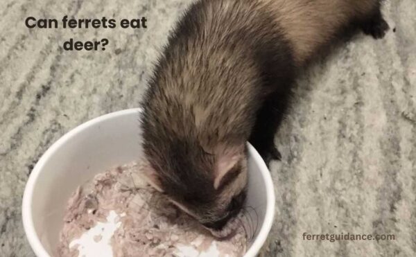 Can ferrets eat deer?