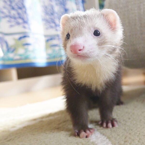 do ferret eat ants?