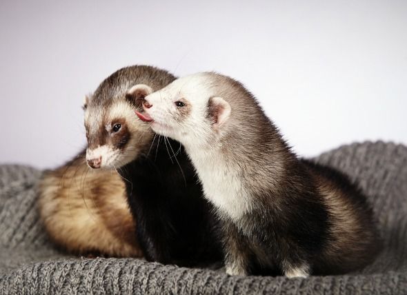 do ferrets eat ants?