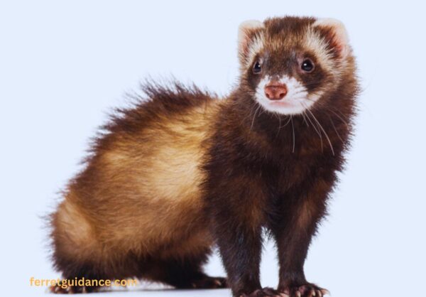 Do Ferrets Eat Ducks? - ferretguidance.com