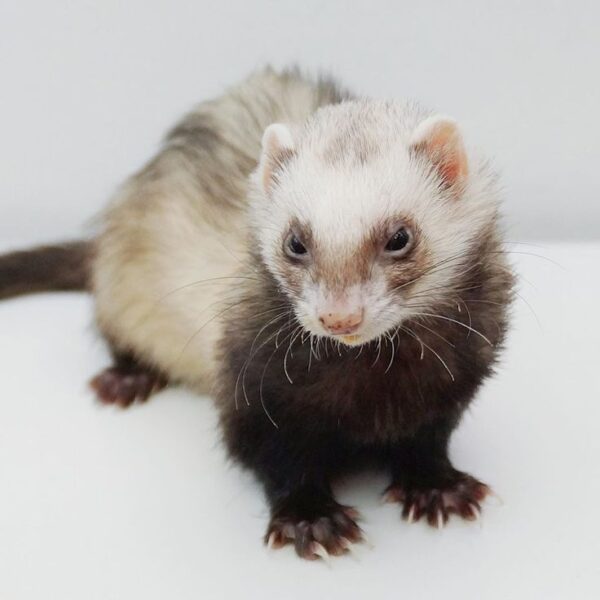 do ferrets eat ants?