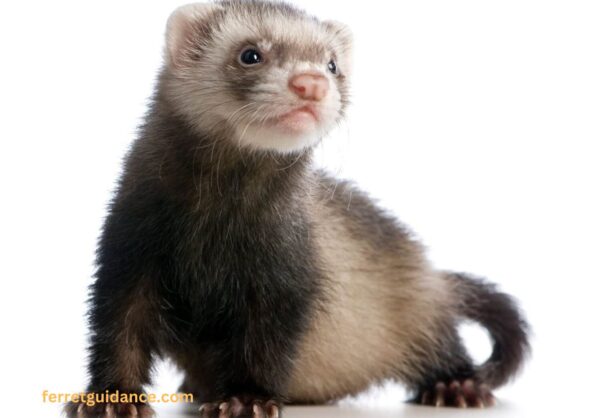 do ferrets eat ducks?