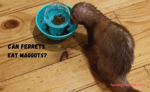 can ferrets eat maggots?