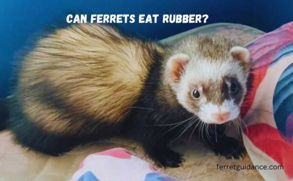 can ferrets eat rubber?