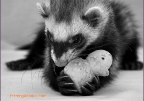 can ferrets eat maggots? 
