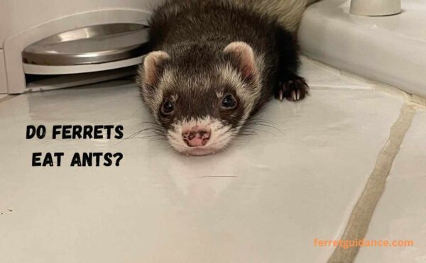 do ferrets eat ants?