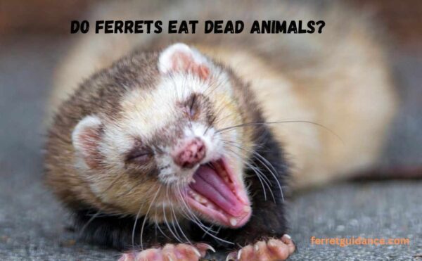 Do ferrets eat dead animals?