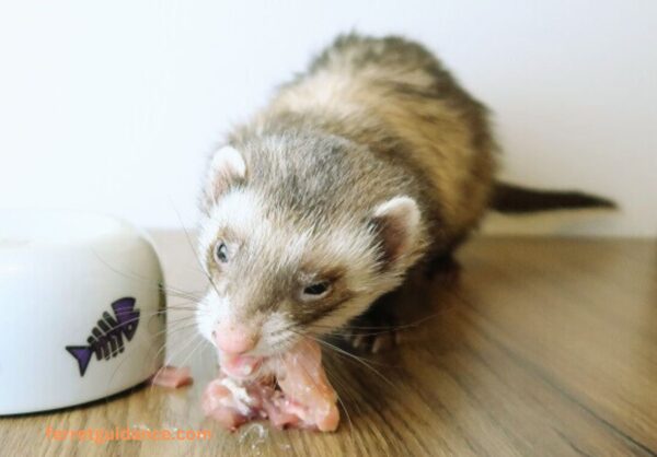 do ferrets eat ducks?