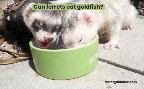 can ferrets eat goldfish?